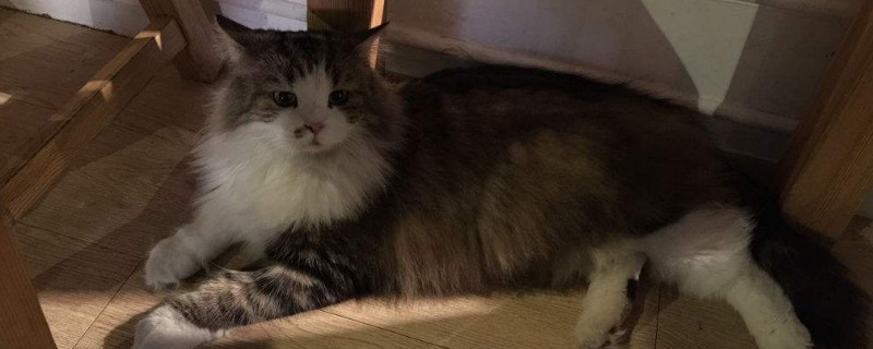 猫猫不拉屎是怎么回事