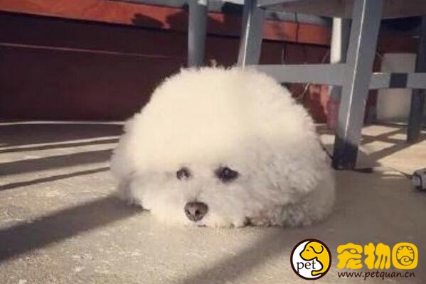 卷毛比熊犬掉毛程度如何，几乎不掉毛但需要经常打理