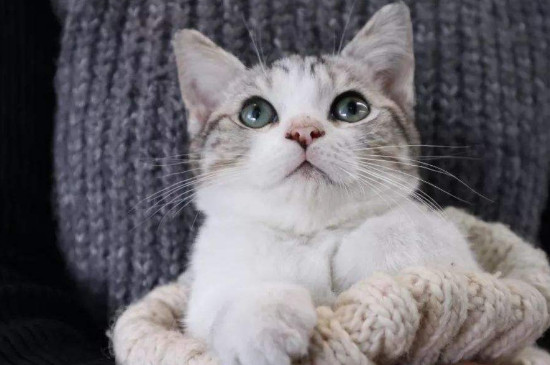 猫喷香水会中毒吗，给猫喷了香水后怎么办