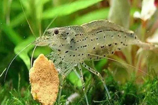 黑壳虾和水晶虾混养吗