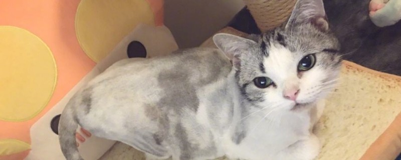 猫食欲不振消瘦嗜睡怎么治疗，总睡觉不吃喝可能有肠胃炎