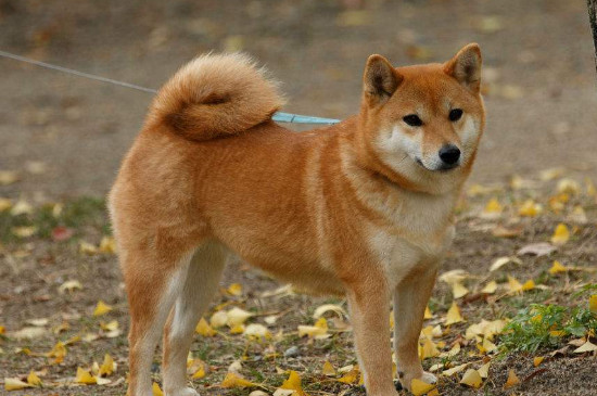 柴犬味道大吗