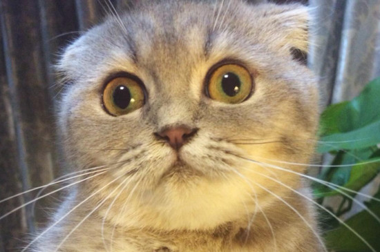 猫的舌头为什么有刺
