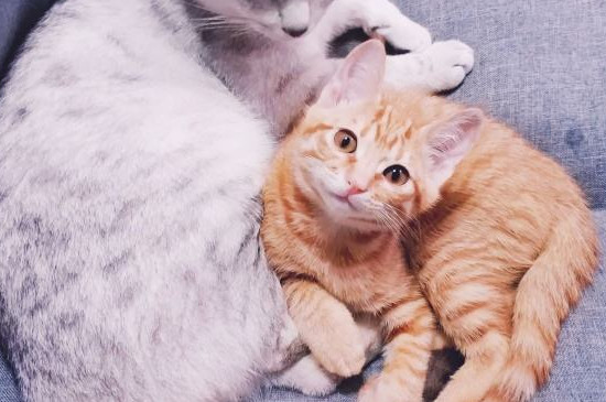 猫突然频繁踩奶