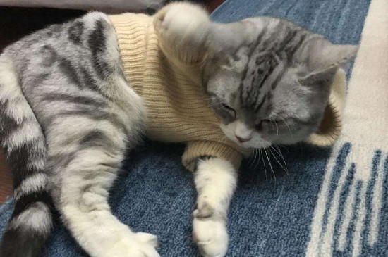 猫穿上衣服不会走路怎么办