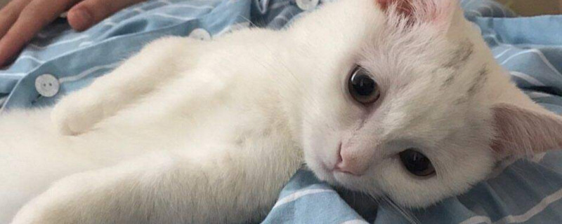 小猫奶猫后腿撑不起来