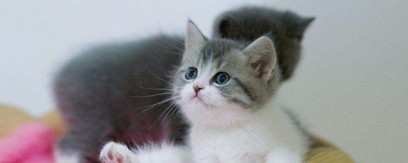 八字脸的猫为什么贵