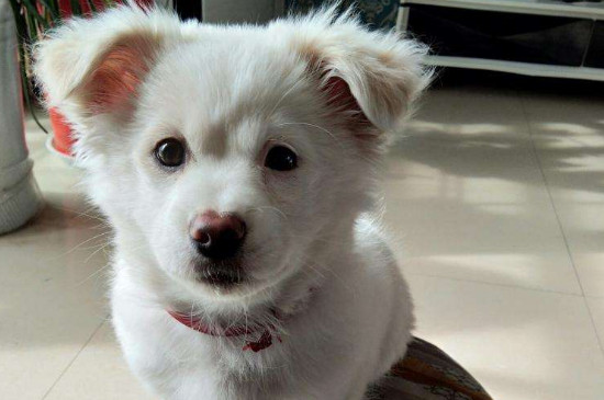 犬瘟晚期抽搐能活几天