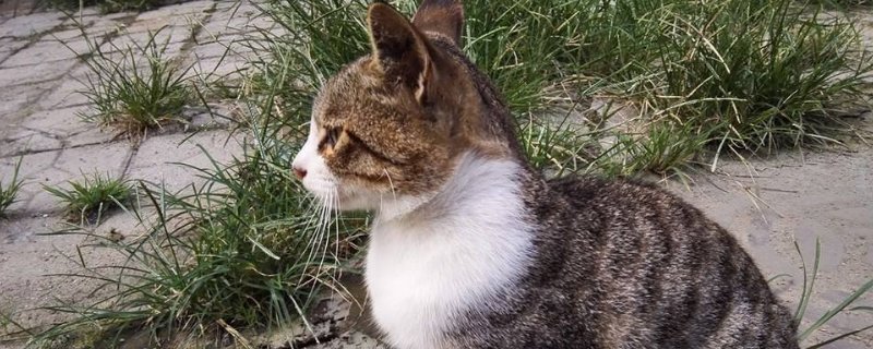 被没打疫苗的小猫抓伤