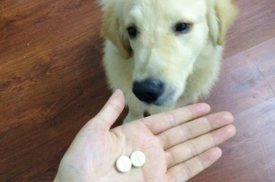 狗肛门红肿