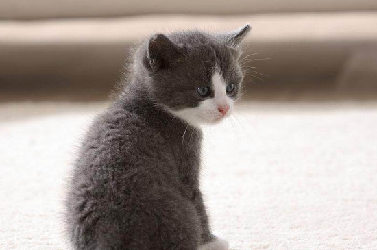 小猫多久可以洗澡