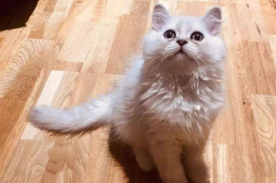 猫被遗弃后的心理