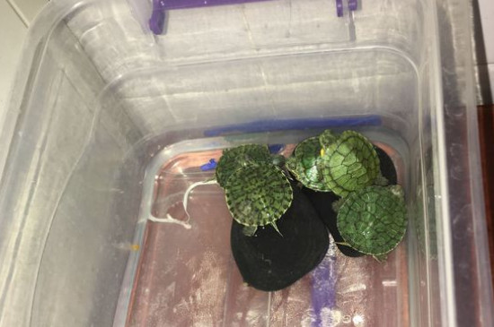 适合儿童养的乌龟