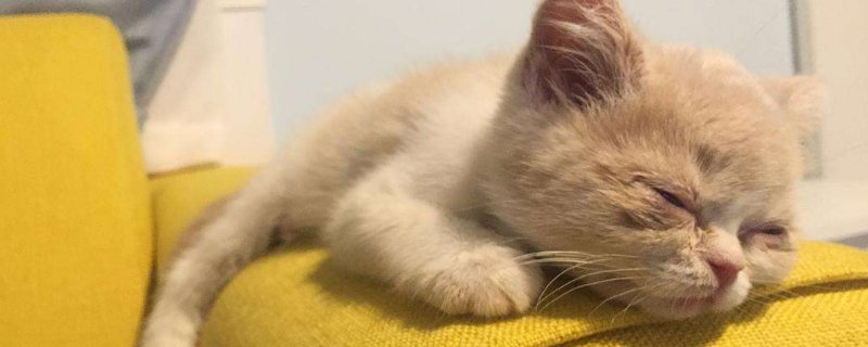 初买的猫需要做检查吗