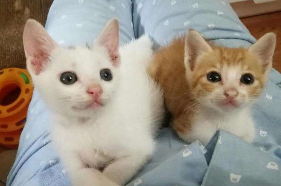 小猫晚上一直叫