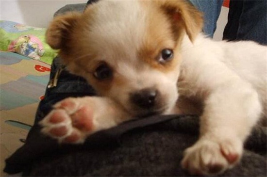 狗狗犬瘟症状，咳嗽吐泻体温升高还会全身抽搐