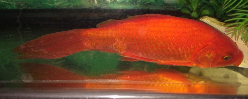 锦鲤身上有白点溃烂