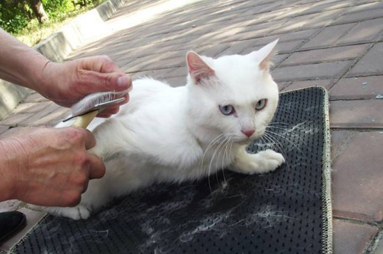猫吐毛和哮喘区别
