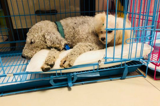 狗的寿命相当于人类