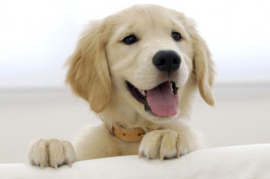 幼犬20天可以吃狗粮吗