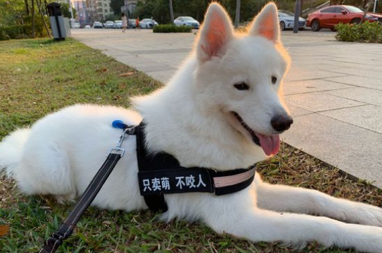关笼子和放养的狗区别