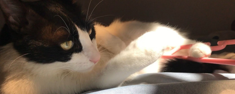 奶牛猫很皮怎么办，怎么才能让奶牛猫安静