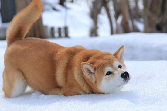为什么养柴犬的的人少，精力旺价格贵还掉毛严重
