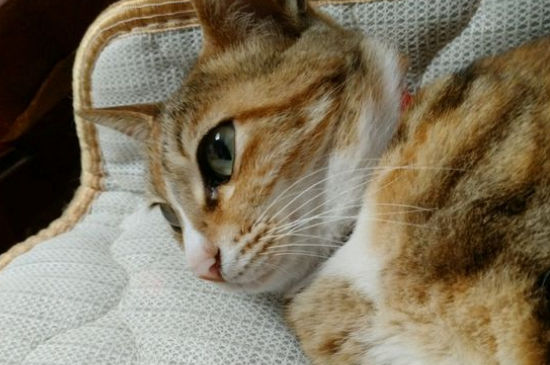教育猫打哪里