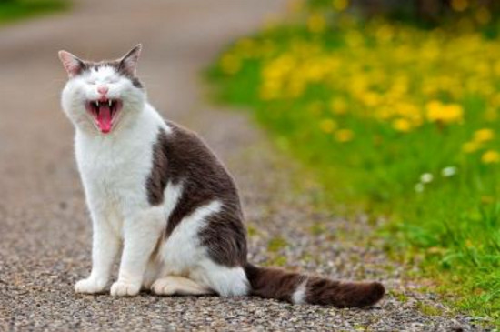 猫绝育前一定要打疫苗吗