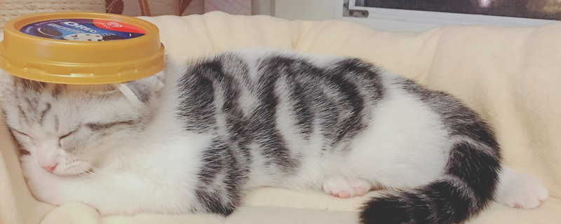 猫感觉困了有什么表现