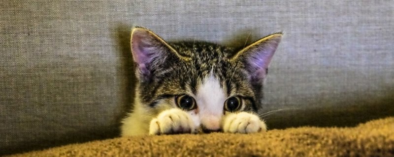 猫生产过程中怎么护理