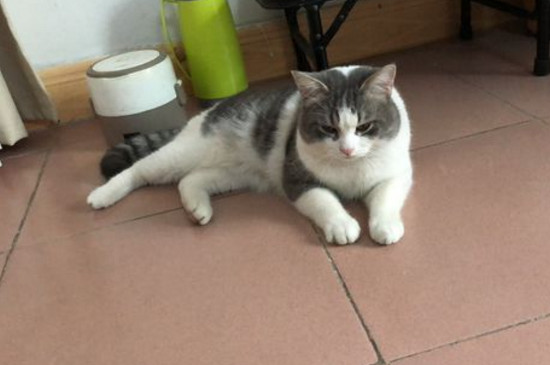 猫鼻子掉毛