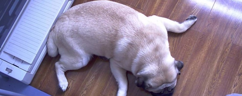 狗狗便血有几种原因