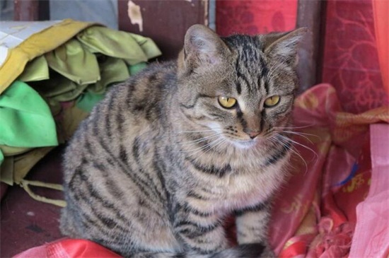 如何判断猫腿是否骨折
