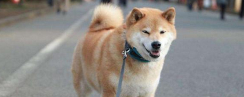 柴犬为什么经常咬人