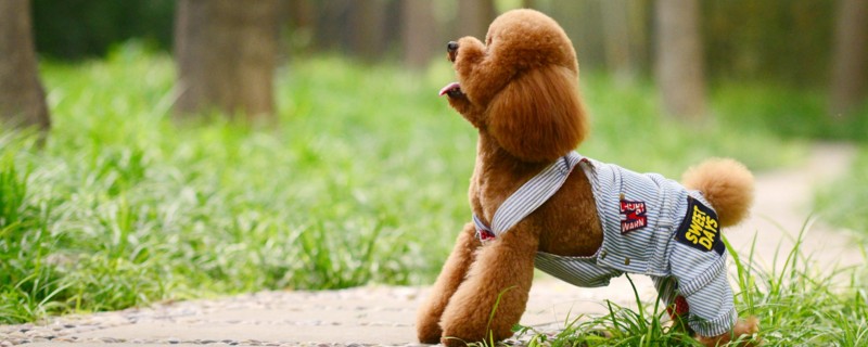 怎样区别泰迪犬与贵宾犬，这两种狗其实是一个品种