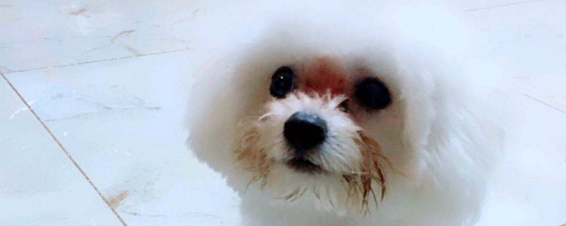 养比熊犬的禁忌
