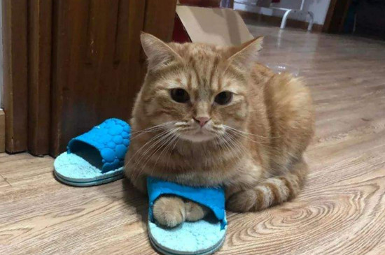小猫猫太调皮怎么训练