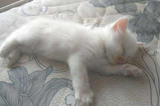 小猫一个月好养吗