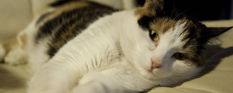 猫的肚子有气泡响声