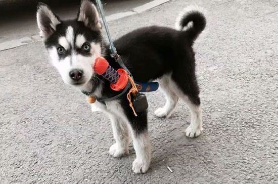 狗狗脸部肿胀