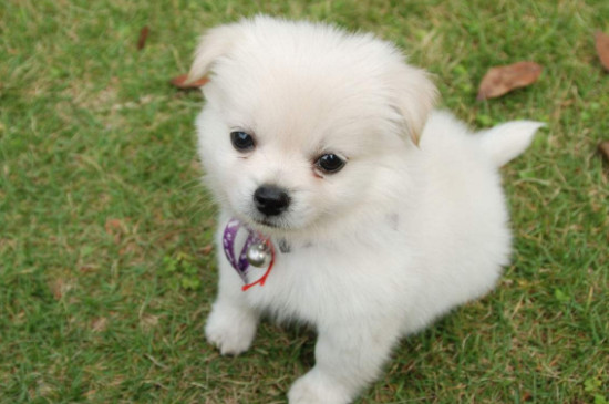 五个月狗狗还是幼犬吗