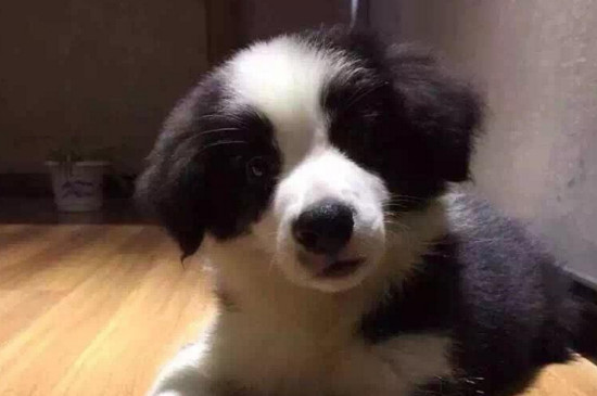 狗狗两岁相当于人几岁