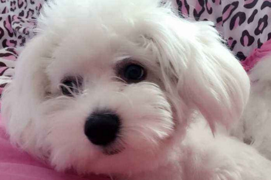 犬瘟热后遗症