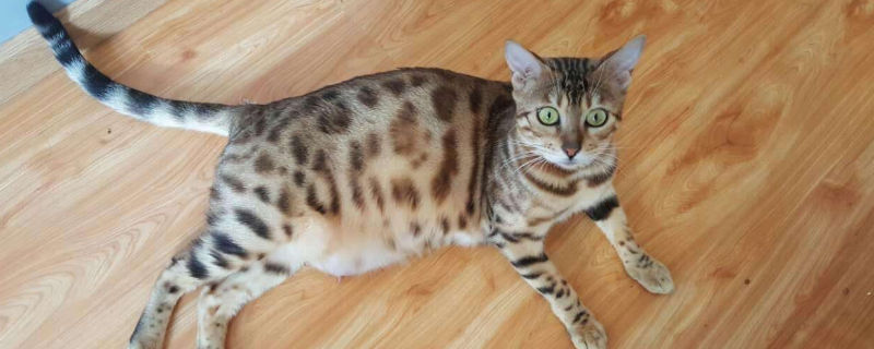 贵族猫品种