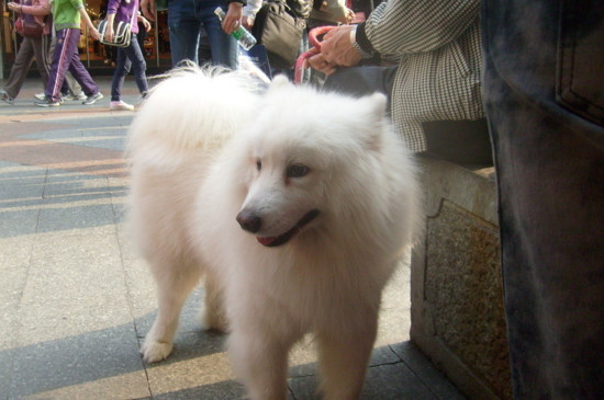 如何训练狗狗不叫