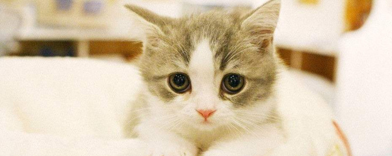 猫呛到气管什么反应