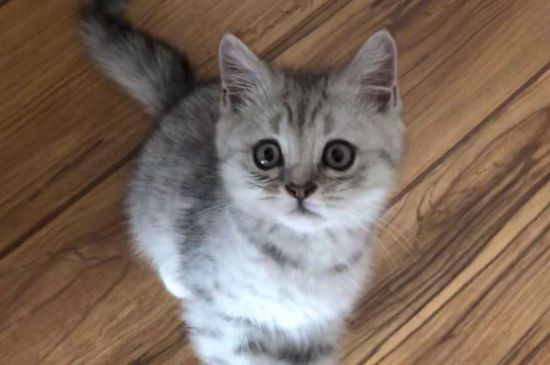 猫每次只吃一点点