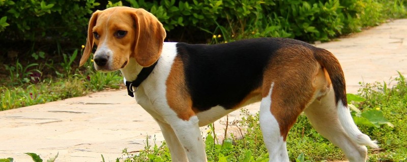 比格犬一生认几个主人