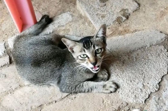 媽咪愛用量给猫吃